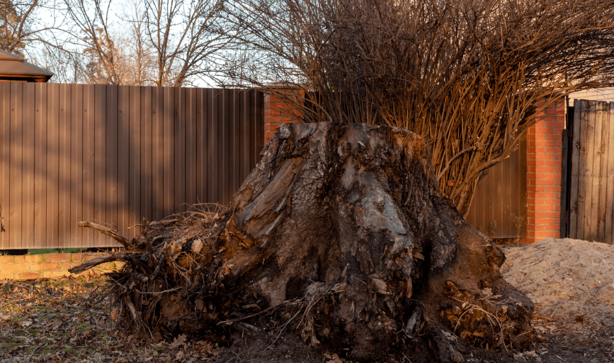 Tree Removal